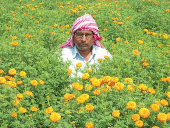 Marigold Infused Freshness Into the Life of Bhola